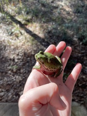 Hyla gratiosa