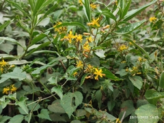 Triumfetta semitriloba