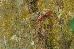 Macrocheraia grandis