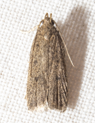 Glyphidocera juniperella
