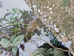 Hoplobatrachus chinensis