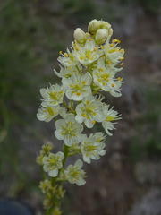 Melanthieae