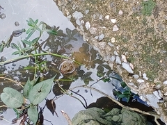 Hoplobatrachus chinensis