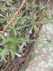 Hedeoma oblongifolia