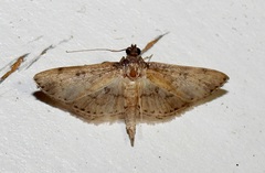 Spilomelinae