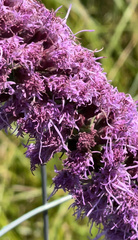 Liatris pycnostachya