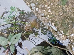 Hoplobatrachus chinensis