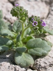Phacelia parishii