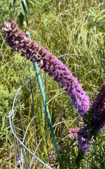 Liatris pycnostachya