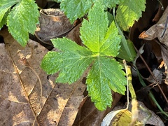 Sanicula canadensis
