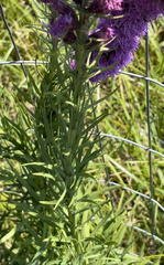 Liatris pycnostachya