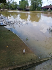 Hoplobatrachus chinensis