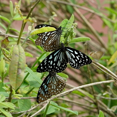 Tirumala limniace limniace