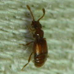 Pselaphinae