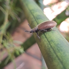 Lagria villosa