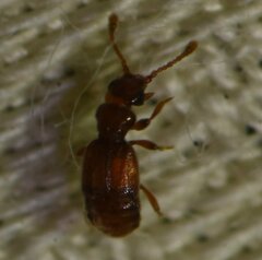 Pselaphinae