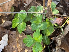 Sanicula canadensis