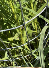 Liatris pycnostachya