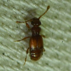 Pselaphinae