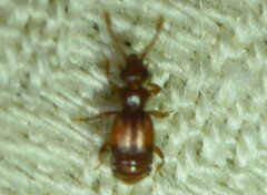 Pselaphinae