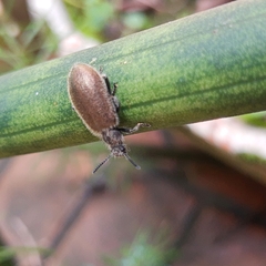 Lagria villosa