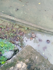 Hoplobatrachus chinensis