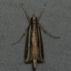 Carectocultus perstrialis