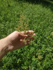 Rumex turcomanicus