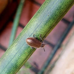 Lagria villosa