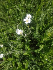 Cerastium biebersteinii
