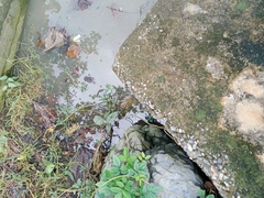 Hoplobatrachus chinensis