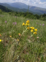 Tephroseris integrifolia