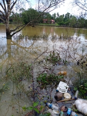 Hoplobatrachus chinensis