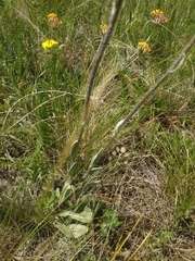 Tephroseris integrifolia