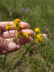 Tephroseris integrifolia