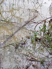 Hoplobatrachus chinensis