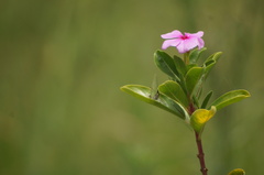 Cyanophrys herodotus