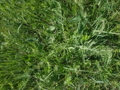 Centaurea salonitana