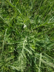 Centaurea salonitana