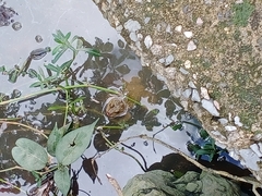 Hoplobatrachus chinensis