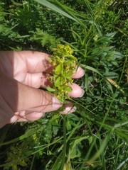 Cruciata taurica