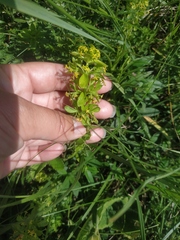 Cruciata taurica