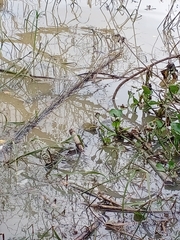 Hoplobatrachus chinensis