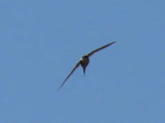 Cypsiurus parvus