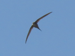 Cypsiurus parvus
