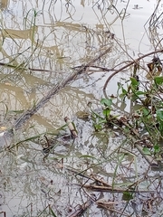 Hoplobatrachus chinensis