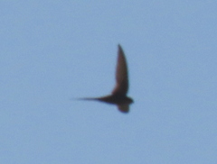 Cypsiurus parvus