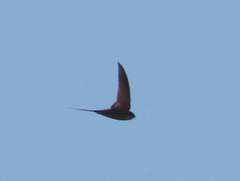 Cypsiurus parvus