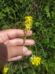 Erysimum cuspidatum