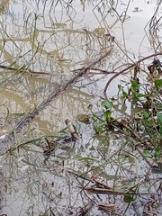 Hoplobatrachus chinensis